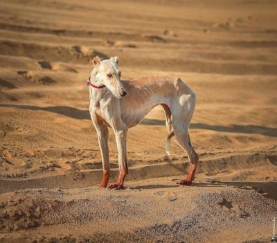 Saluki,Caravan Hound,ears, cropping, custom, tradition,Micaela Lehtonen,Sir Terence Clark