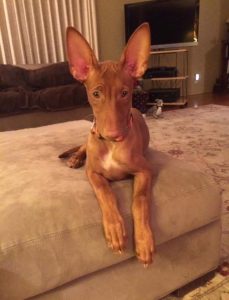 Pharaoh Hound, blush