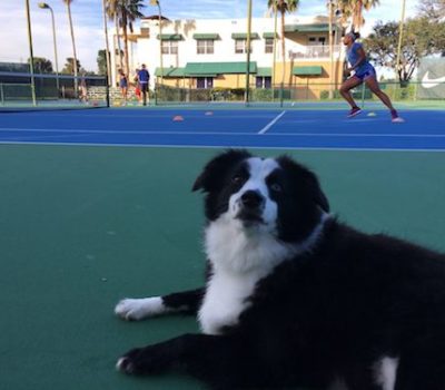 Border Collie,Panda,tennis,Naomi Osaka