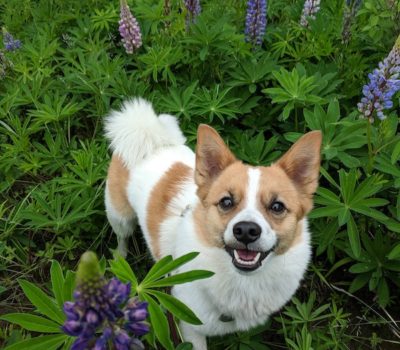 Norwegian Lundehund,Norrbottenspets Norrbottenspets