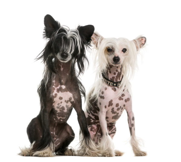 hairless,Xoloitzcuintli, the Peruvian Inca Orchid, American Hairless Terrier,Chinese Crested Hairless,Argentine Pila Dog,genetics