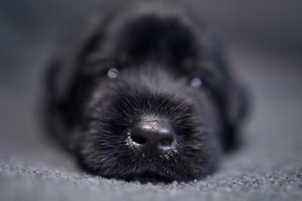Riesenschnauzer,Giant Schnauzer, Schutzhund