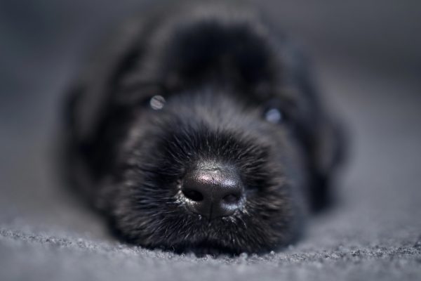 Riesenschnauzer,Giant Schnauzer, Schutzhund