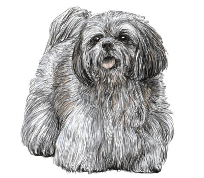 Lhasa Apso,Shih Tzu, Prapso,coat,hair