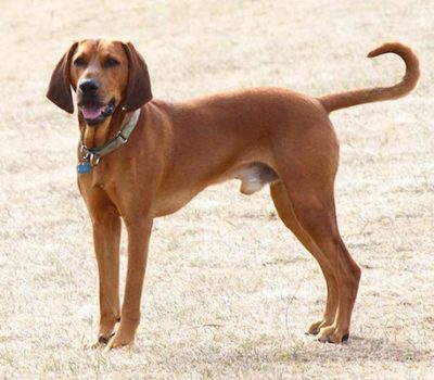 Peter Redbone,redbone coonhound,Annual AKC World Hunt & Show