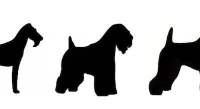 Soft Coated Wheaten Terrier, Kerry Blue Terrier, Irish Terrier