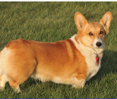 Vladimir Putin, Gosha,Pembroke Welsh Corgi, Boris Fadeev