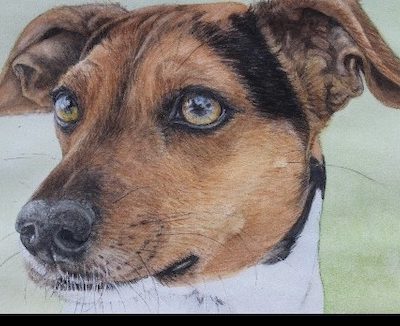 Danish - Swedish Farmdog,Dansk-Svensk Gårdshund,  Lars Adeheimer,Ole Staunskjaer,Scania,Scanian Ratdog,Scanian Terrier,Skaane, Skrabba