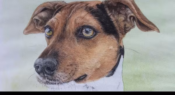 Danish - Swedish Farmdog,Dansk-Svensk Gårdshund, Lars Adeheimer,Ole Staunskjaer,Scania,Scanian Ratdog,Scanian Terrier,Skaane, Skrabba