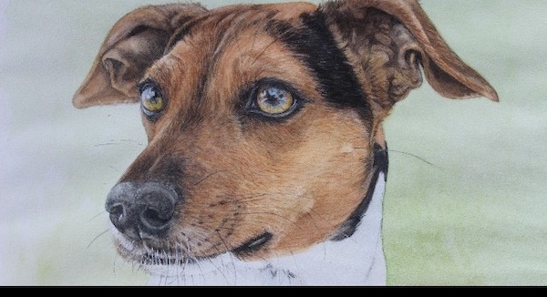 Danish - Swedish Farmdog,Dansk-Svensk Gårdshund, Lars Adeheimer,Ole Staunskjaer,Scania,Scanian Ratdog,Scanian Terrier,Skaane, Skrabba