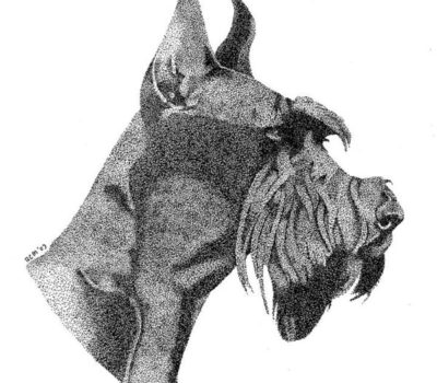 Riesenschnauzer,Giant Schnauzer,Schutzhund