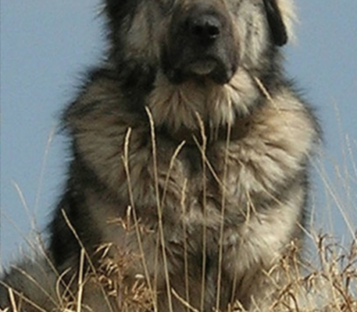 Greek Shepherd, Hellenikos Poimenikos,ARCTUROS,LGD,livestock guardian dog