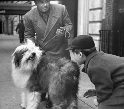 Old English Sheepdog,Andre Kostelanetz,Nina Leen,Life Magazine,