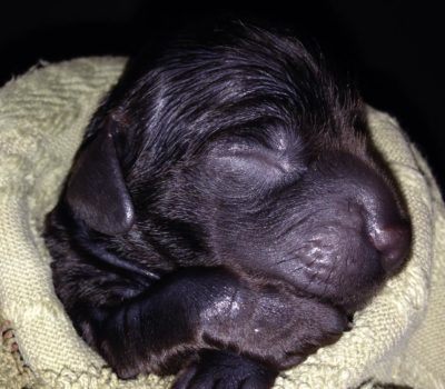 Boykin Spaniel, parade, South Carolina state dog, south carolina state dog,