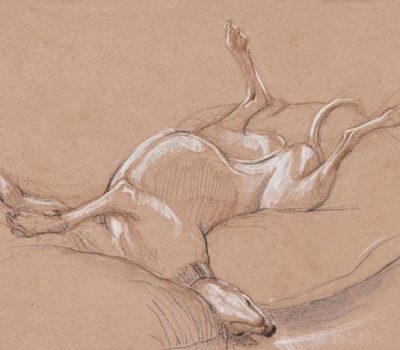 Greyhound, roaching, sleeping