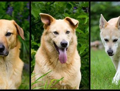 Chinook,ears, propeller,