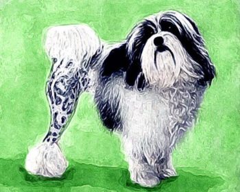 Löwchen, Papillon,Shih Tzu,,teacup tail, teapot handle tail, tail, cup handle tail