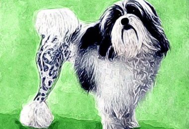 Löwchen, Papillon,Shih Tzu,,teacup tail, teapot handle tail, tail, cup handle tail