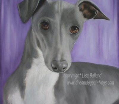 Greyhound,sighthound, Windhunde, Labrelle, Labrele, Levrier,Borzaya