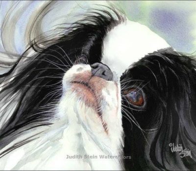 Japanese Chin