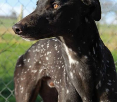 Greyhound,Snowflake,ticking,color, markings