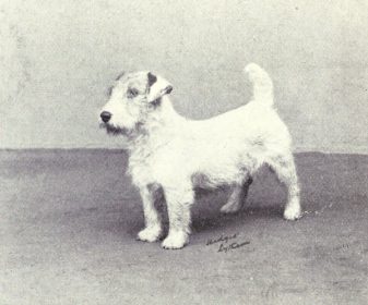 Terriers