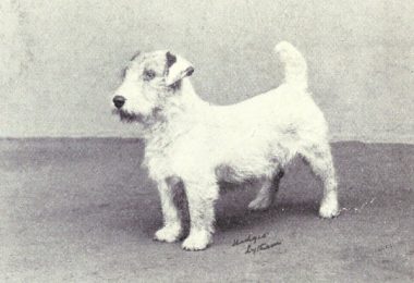 Terriers