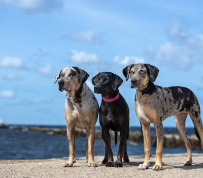 Louisiana Catahoula Leopard Dog,Catahoula Leopard Dog, merle,color,breeding