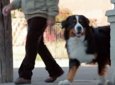 amazon commercial with bernese mountain dog