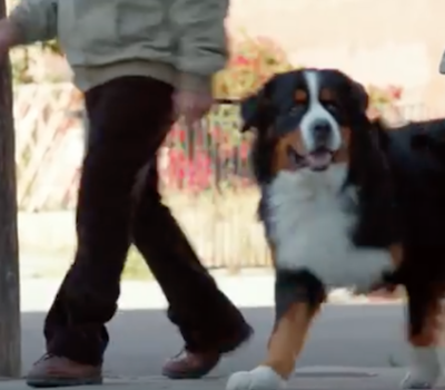 Bernese Mountain Dog,Berner,TV, Commercial, Advertising