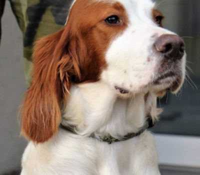 Irish Red and White Setter,Finn, Mascot, Irish Air Corps