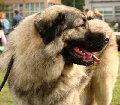 Vasa Cubalevic,Sarplaninac,livestock guardian dog, LGD