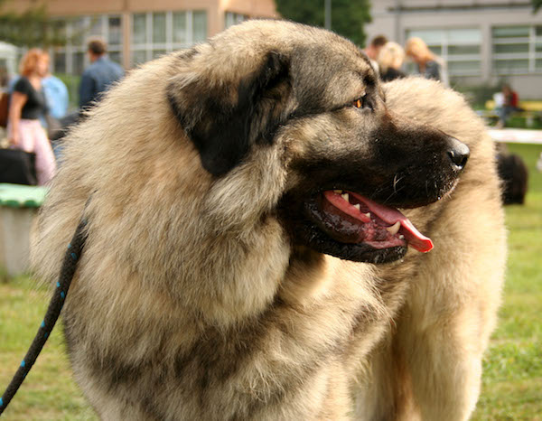 Vasa Cubalevic,Sarplaninac,livestock guardian dog, LGD