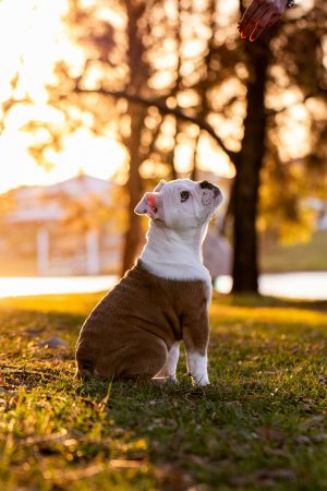 American Bulldog,Wetterhoun,Southern Whites, Old Southern Whites,Dr. John D. Johnson, Alan Scott