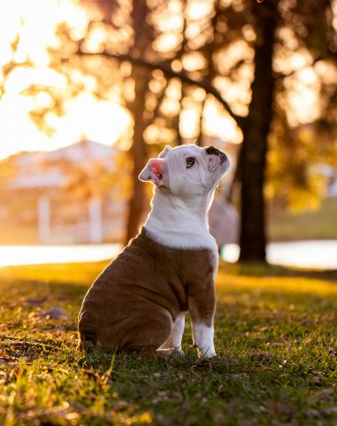 American Bulldog,Wetterhoun,Southern Whites, Old Southern Whites,Dr. John D. Johnson, Alan Scott