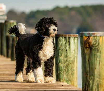 Portuguese Water Dog,Mariah Carey,Yma Sumac,multi octive