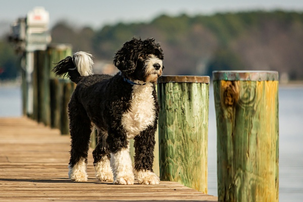 Portuguese Water Dog,Mariah Carey,Yma Sumac,multi octive