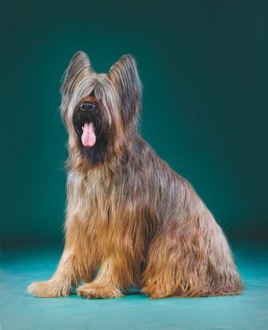 Briard, Monique and Bernard Weber, RASS, Rassemblement