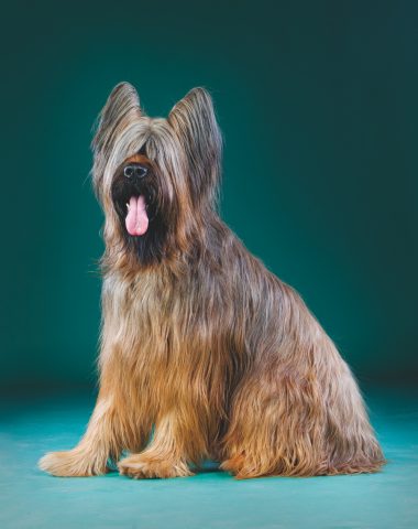 Briard, Monique and Bernard Weber, RASS, Rassemblement