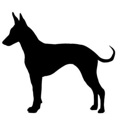 Standard Manchester Terrier, Toy Manchester Terrier, John Hulme,Black and Tan Terrier