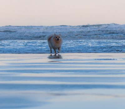 Volpino Italiano,Pomeranian,Italian Pomeranian, or Florentine,Italian Spitz)