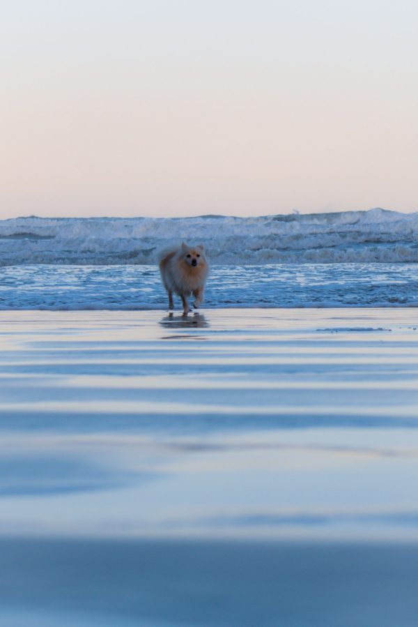 Volpino Italiano,Pomeranian,Italian Pomeranian, or Florentine,Italian Spitz)