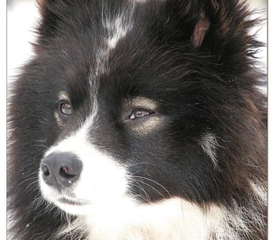 Nenets Herding Laika,Reindeer Herding Laika,Olenegonka,Samoyed