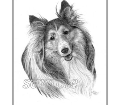 Shetland Sheepdog,ears, Sheltie,tipped ears