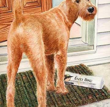 Irish Terrier,vulnerable breed,David Blake Knox,