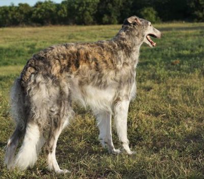 Borzoi,coat,Poodle,KRT71 mutated curl gene,curl