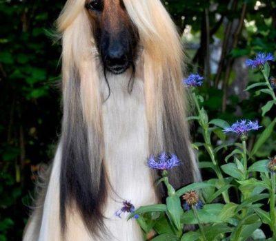 Afghan Hound,commercial,advertising