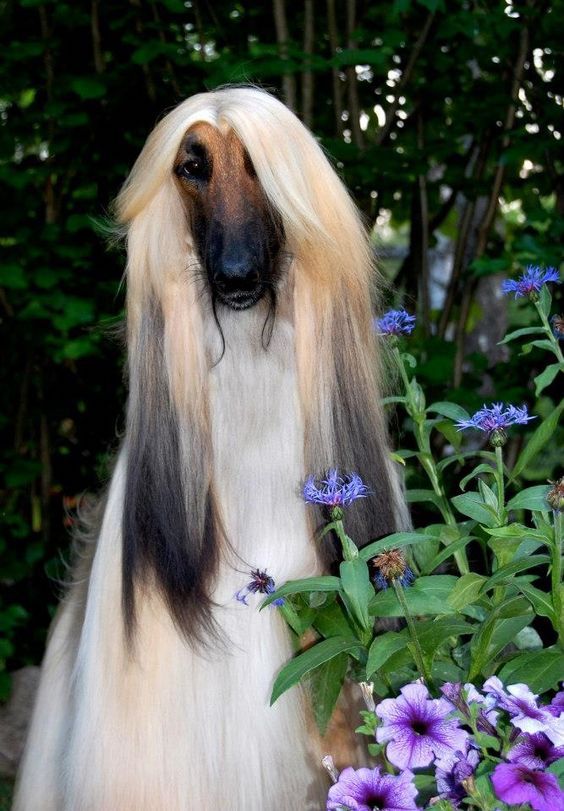 Afghan Hound,commercial,advertising