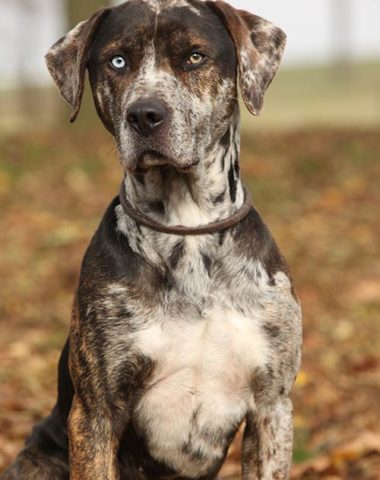 Catahoula Leopard Dog,Heterochromia, glass eye,cracked eye, double glass eye,eyes