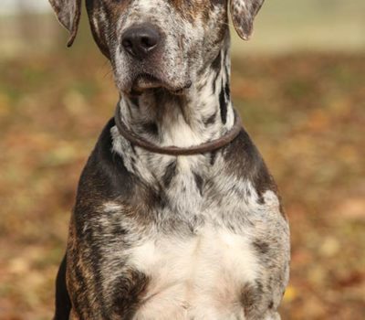 Catahoula Leopard Dog,Heterochromia, glass eye,cracked eye, double glass eye,eyes